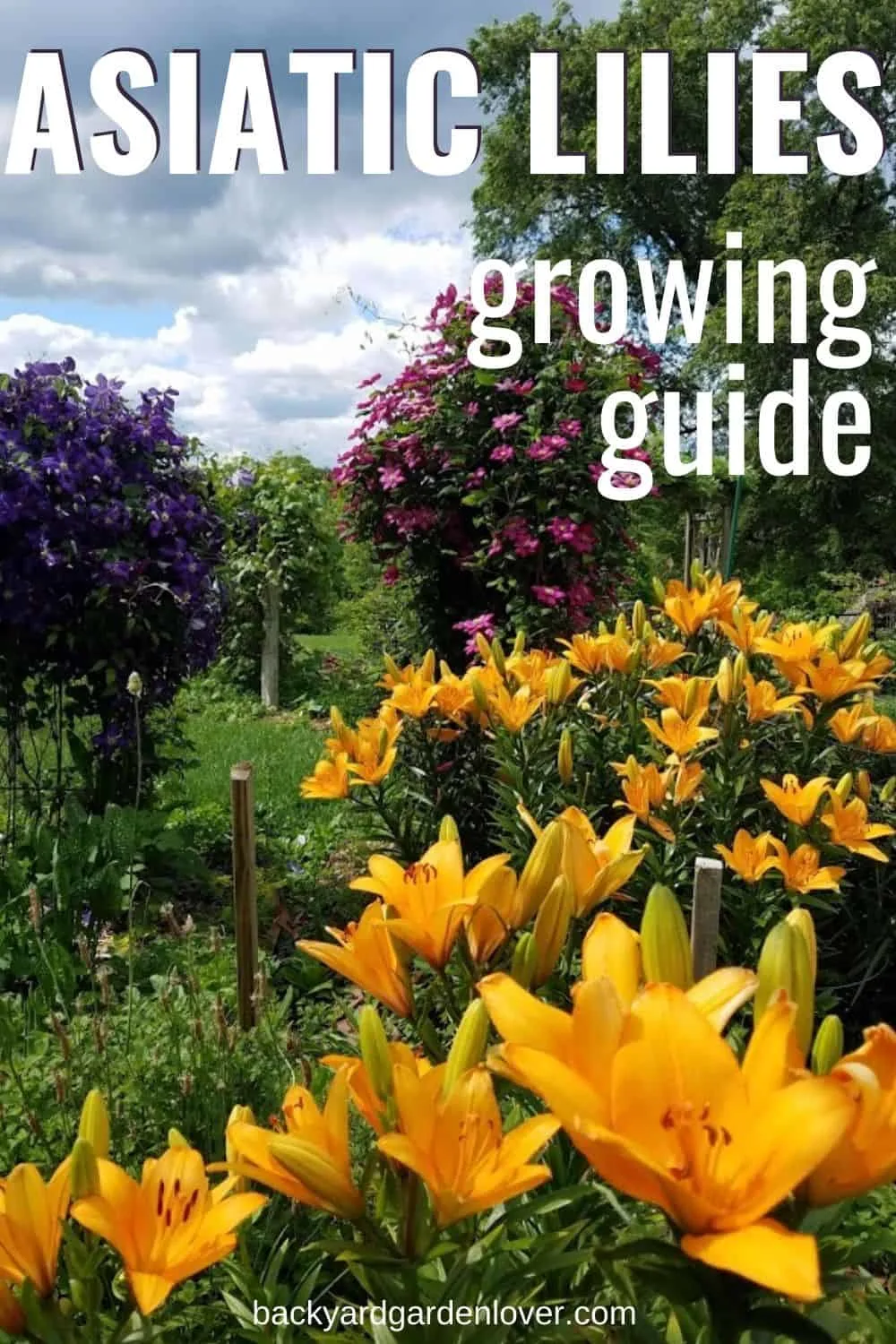 Asiatic lilies growing guide