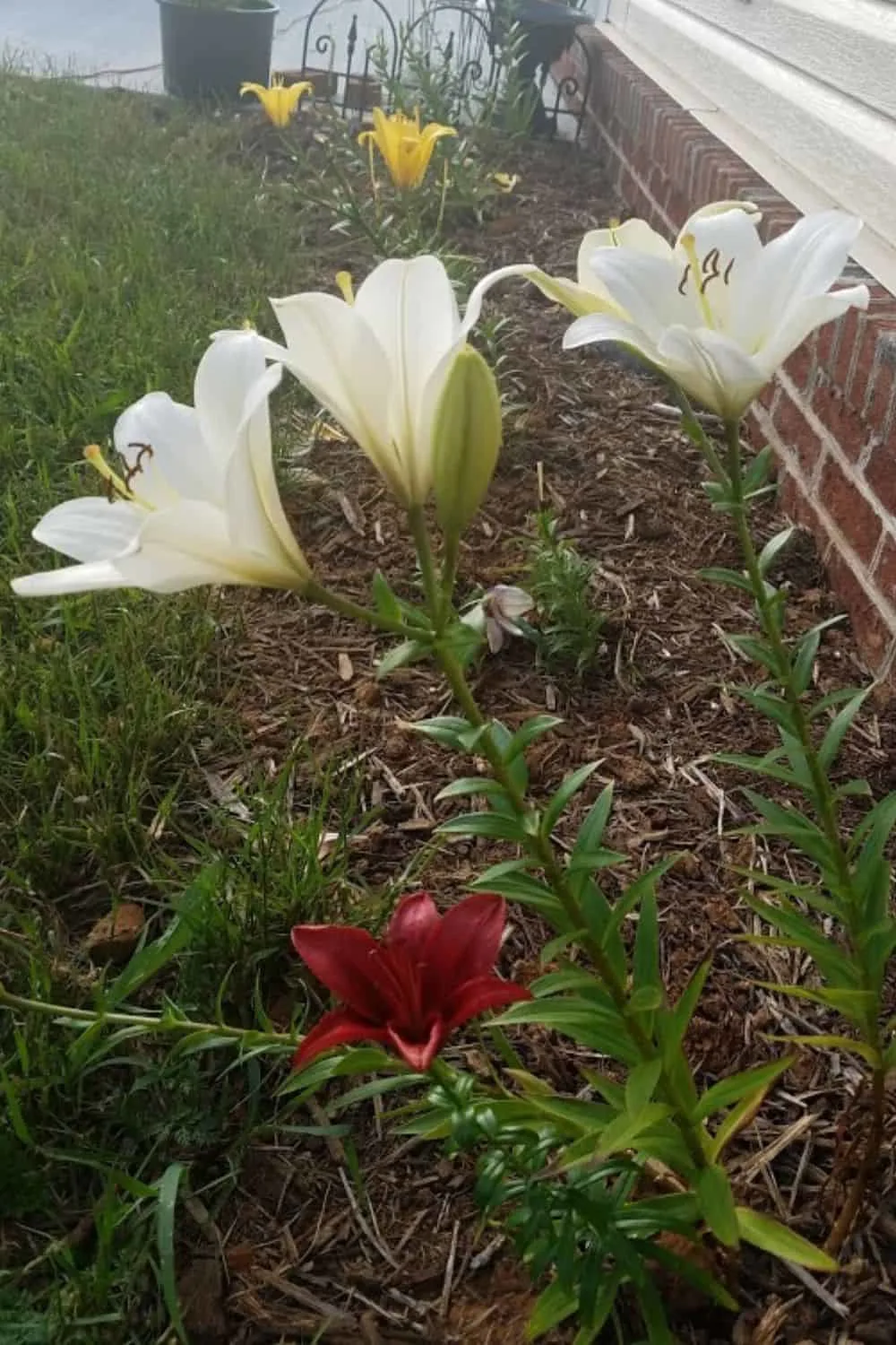 Asiatic lilies next to my garage