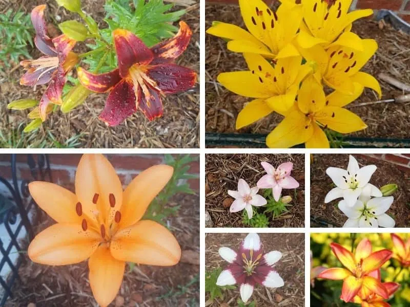 Asiatic lily collection
