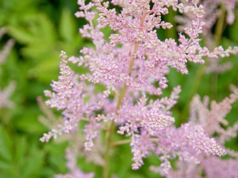 Pink astilbe flowers