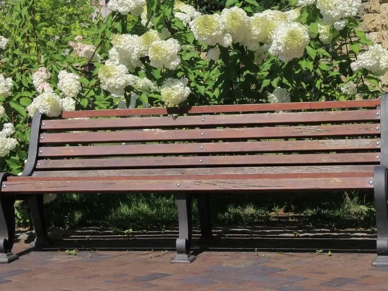 Brown bench surrounded by white hydrangea flowers