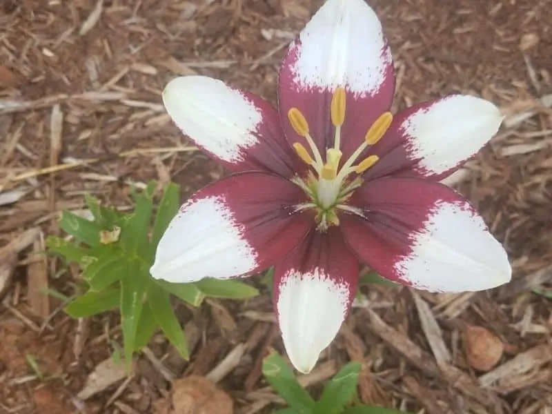 Bicolor Asiatic lilies: white and burgundy