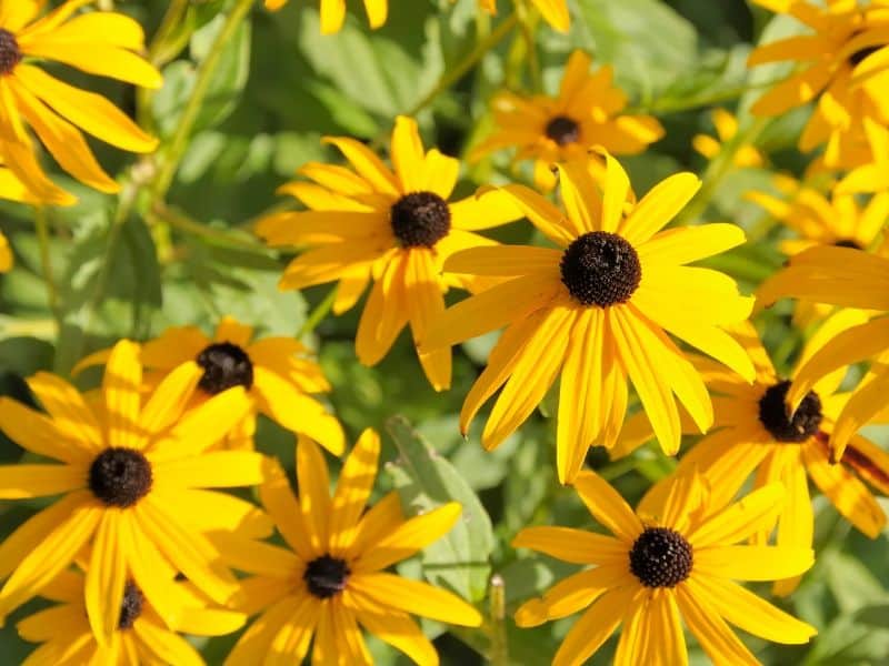 Black eyed susan flowers