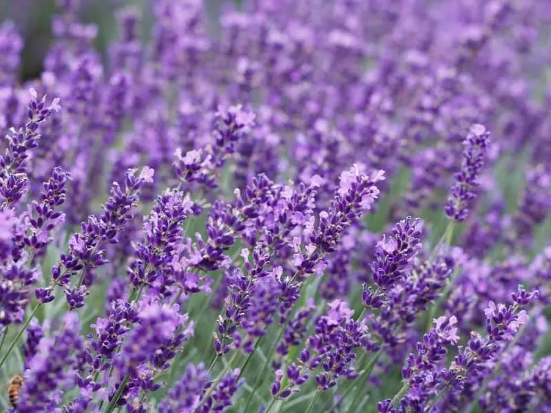 Beautiful blooming lavender flowers