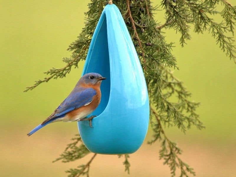 Bluebird feeder hanging in an evergreen tree