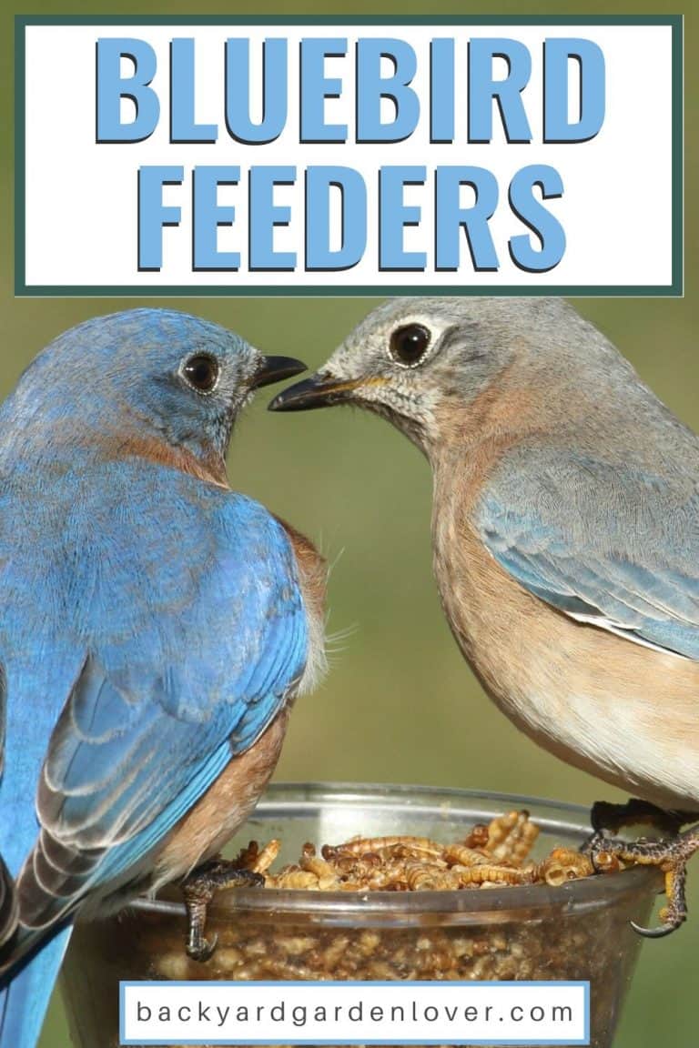 Best Bluebird Feeders To Attract These Adorable Blue Birds