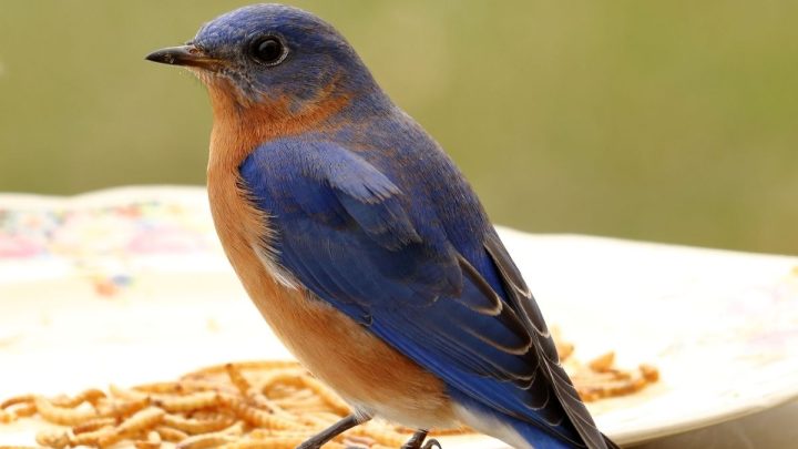The 5 Best Bluebird Feeders That Actually Work