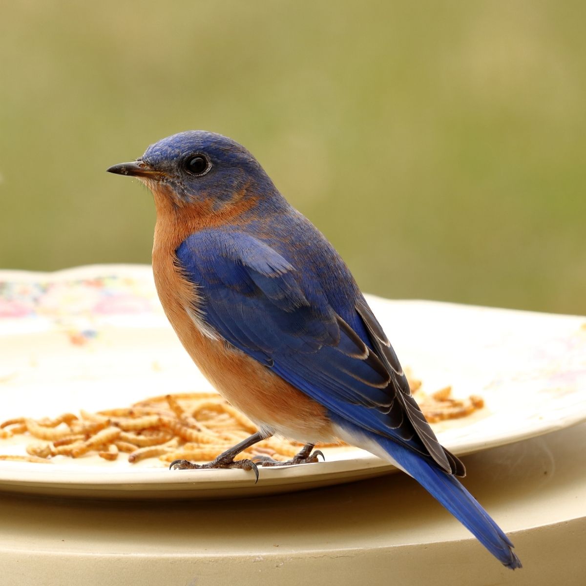 bluebird sitting on a white plate with mealworms