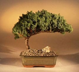 bonsai tree