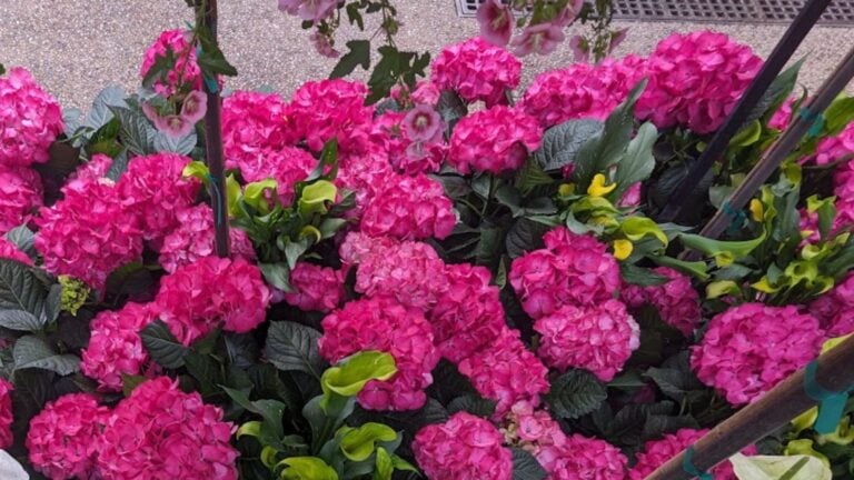 bright pink hydrangea flowers.