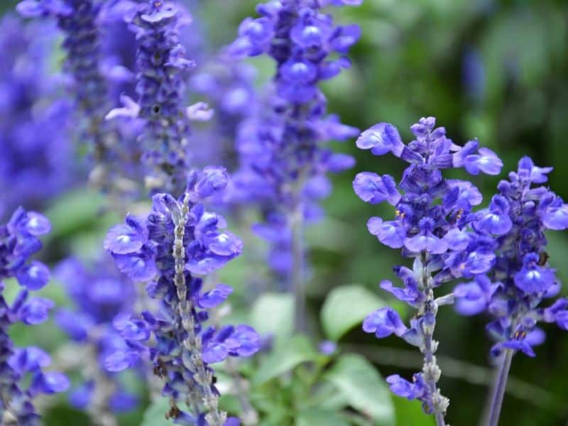 Purple Bugleweed flowers