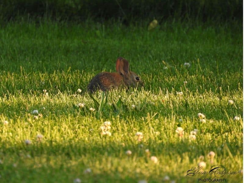 Cute bunny in a grassy field