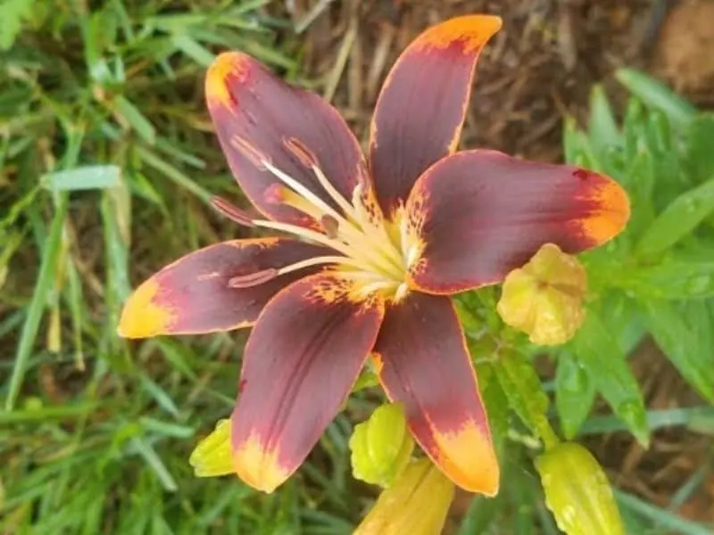 Forever Susan lily - a burgundy colored Asiatic lily with orange highlighted petal tips