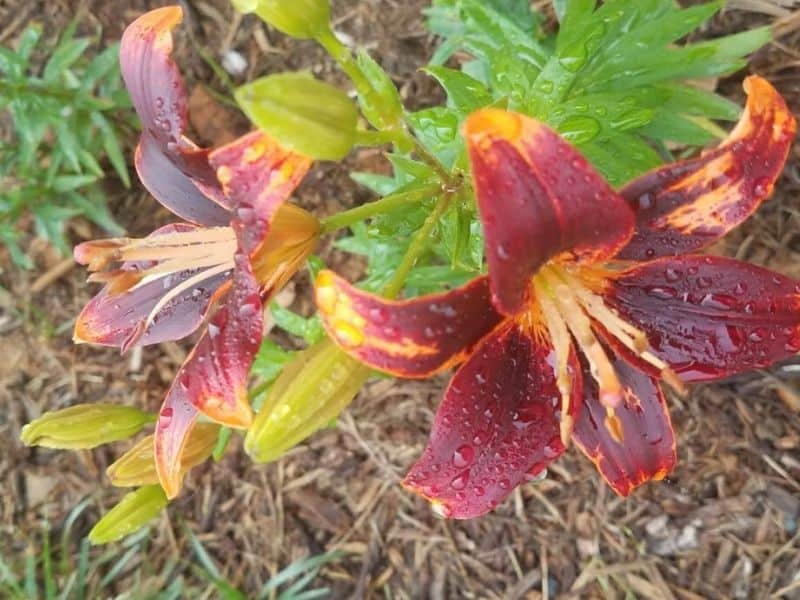 Burgundy lilies