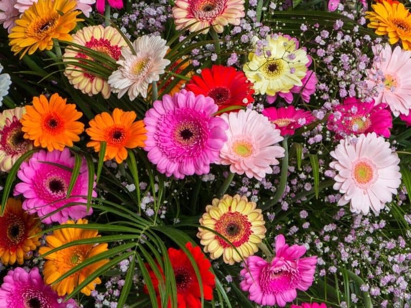 Colorful gerbera daisies