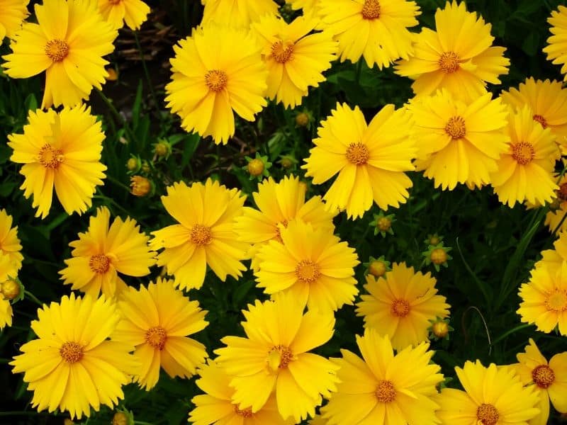 Yellow coreopsis flowers