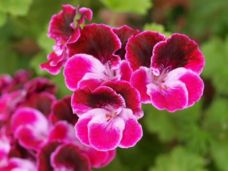 Pink Cranesbill geraniums