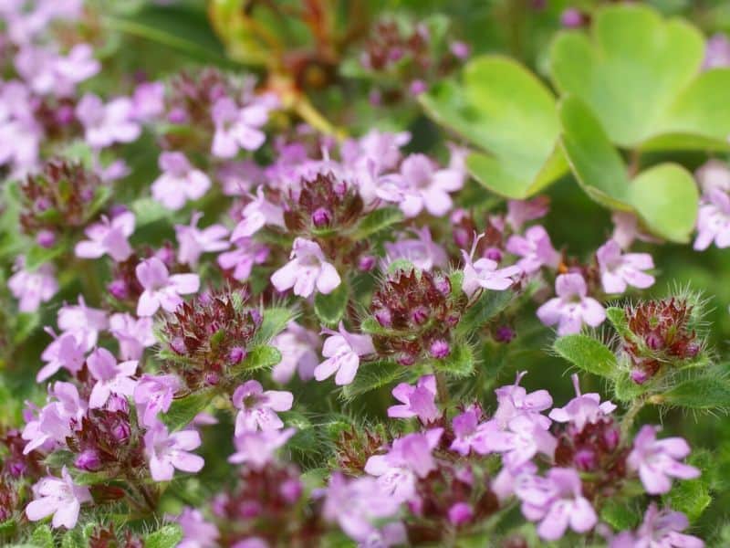 Creeping thyme flowers