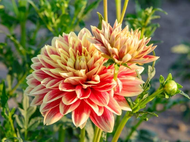 Dahlia flowers