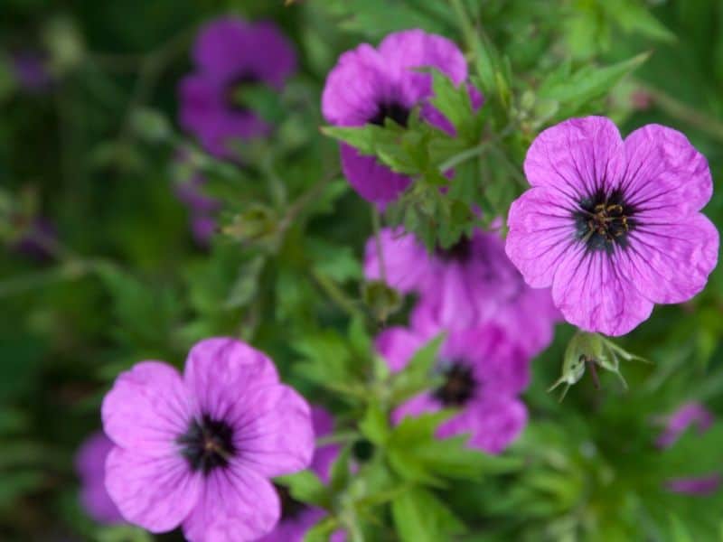 Geranium Rozanne pink flowers