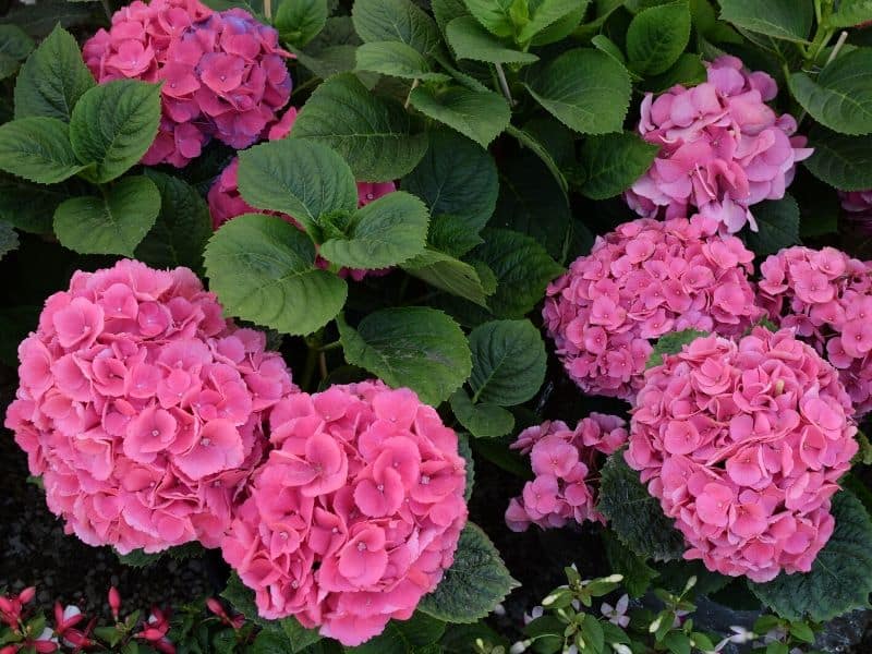 Hot pink hydrangea flowers