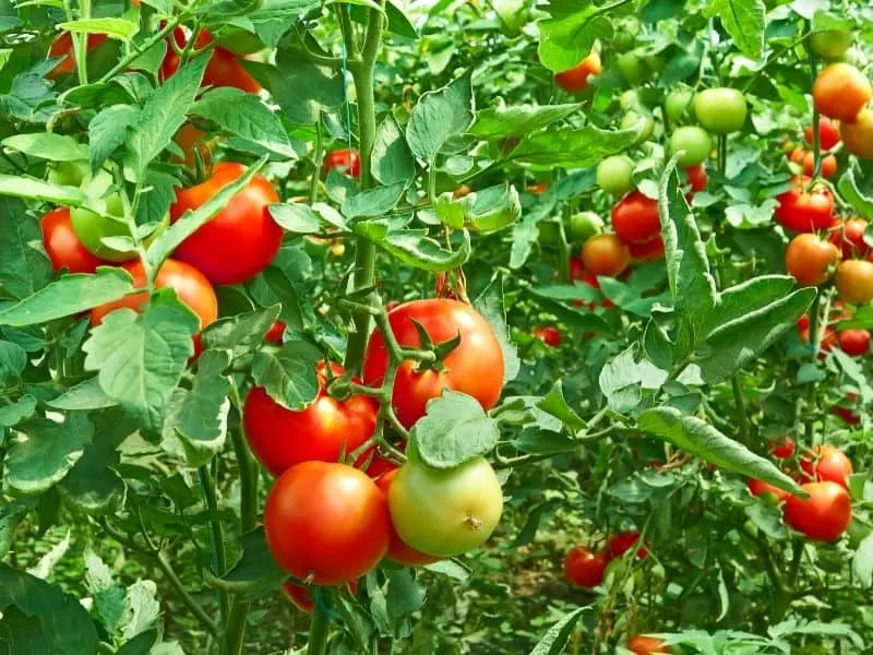 Hydroponic tomato plants