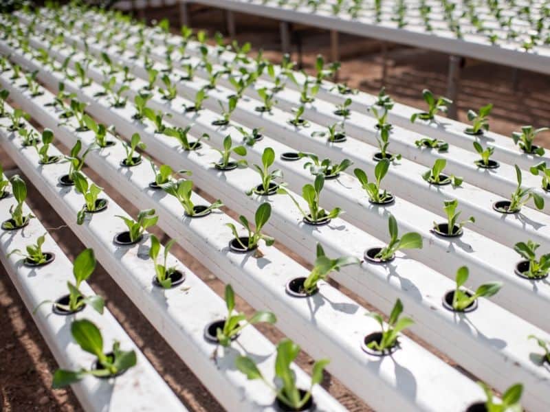 Lettuce greenhouse