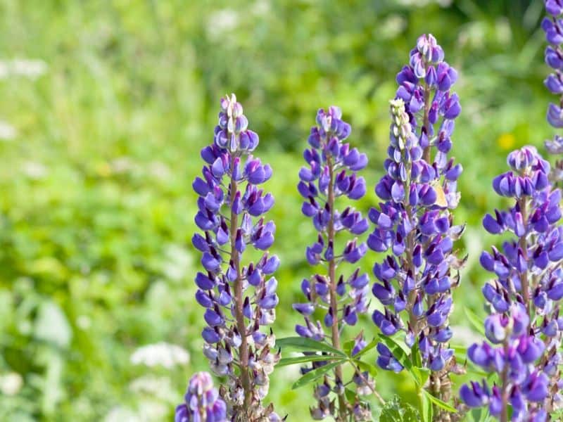 Purple lupine flowers