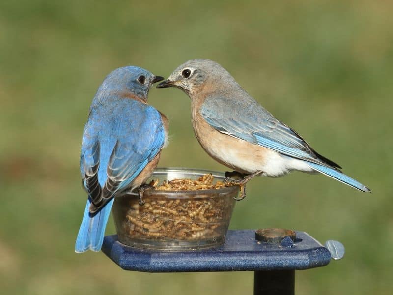 Mealworm bluebird feeder