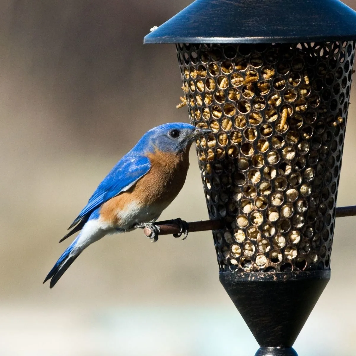 bluebird feeding at a mealworm feeder 