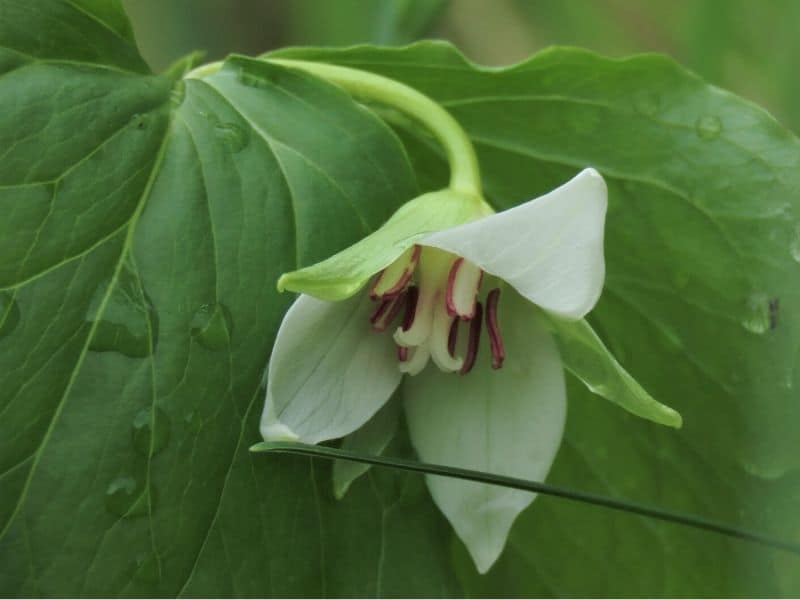 Nodding trillium flower