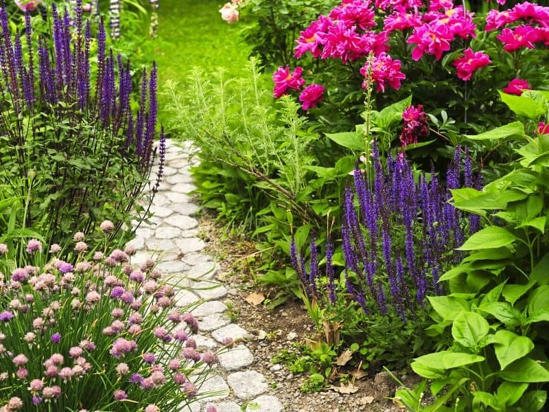 Colorful perennial flower garden