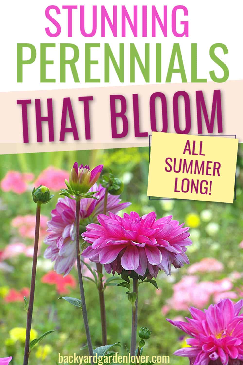 Stunning perennials that bloom all summer