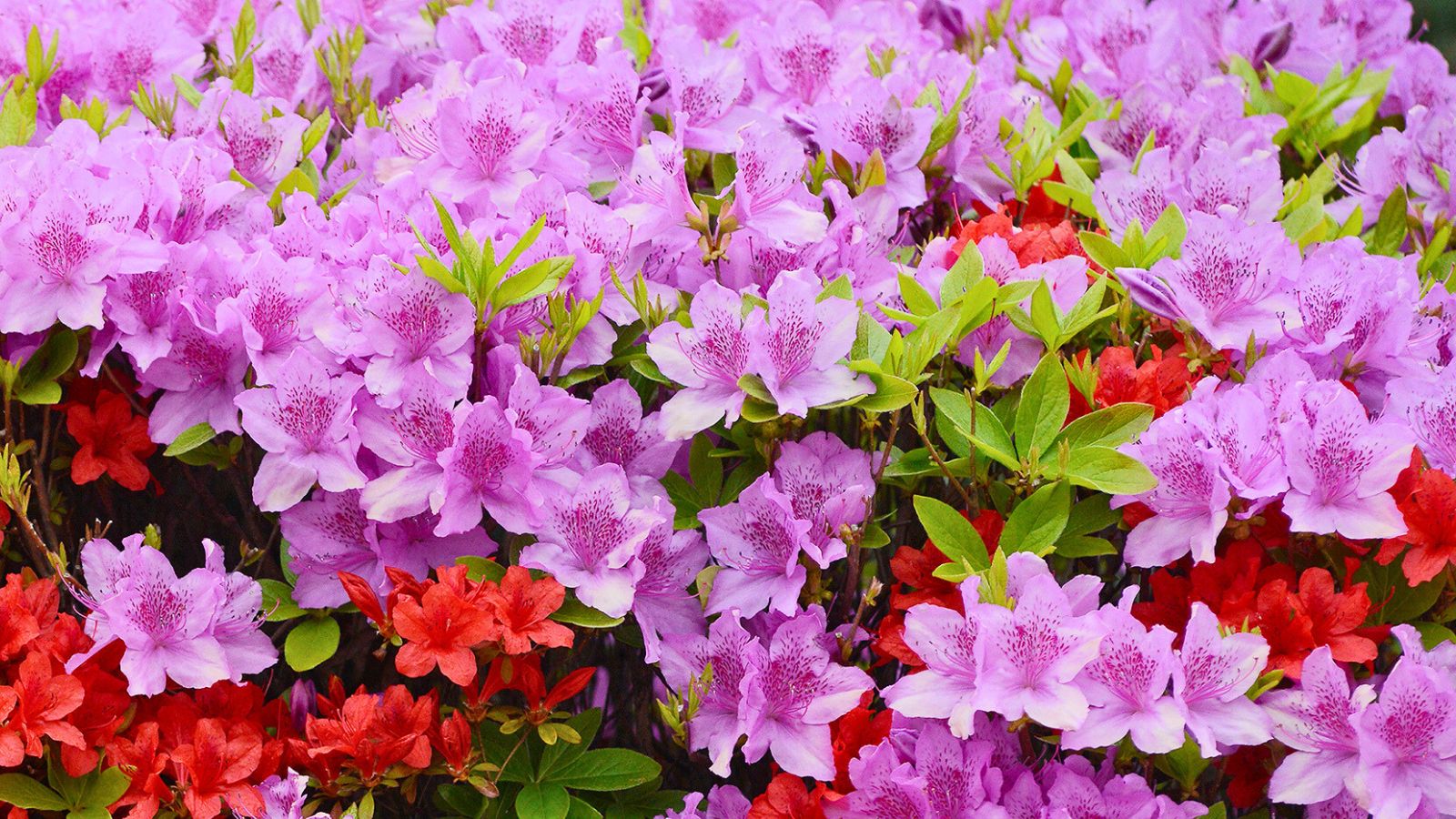 Pink azalea flowers.