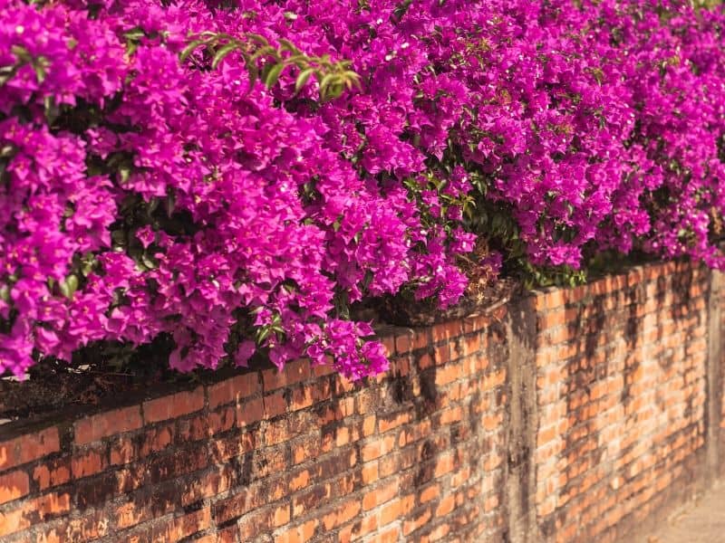 Pink bougainvillea on top of a brick wall 