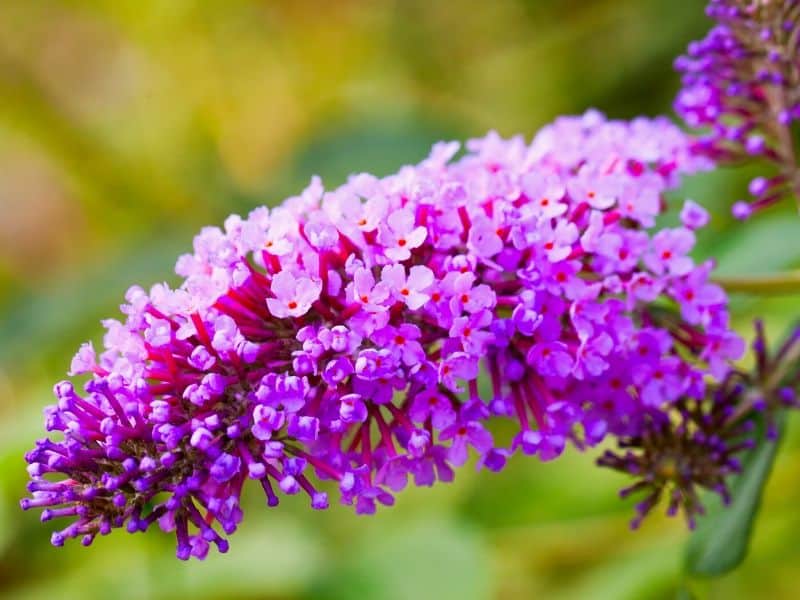 Pink butterfly bush