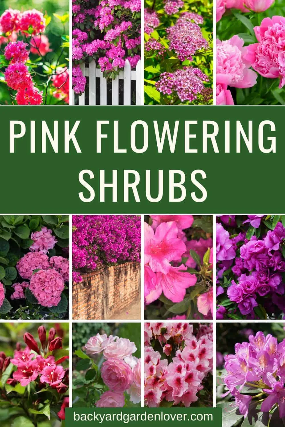 A collection of pink flowering shrubs