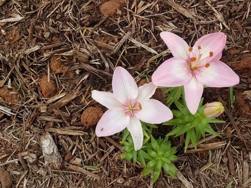 Pink lilies