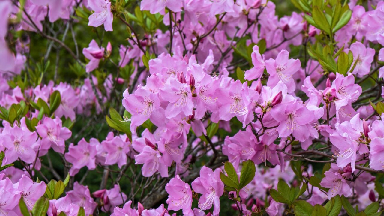 pink rhododendron flowers.