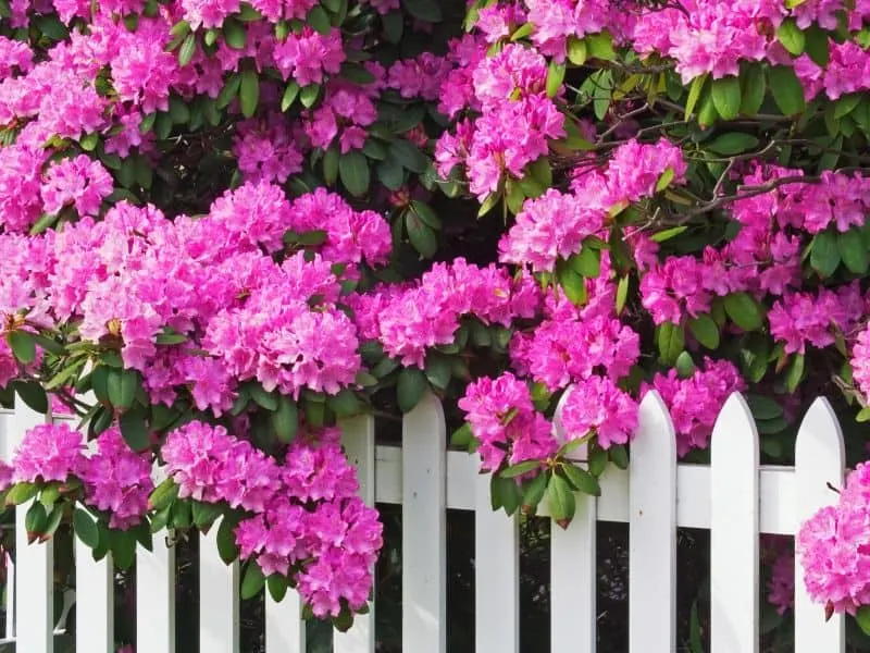 Pink rhododendron flowers behind a white fence