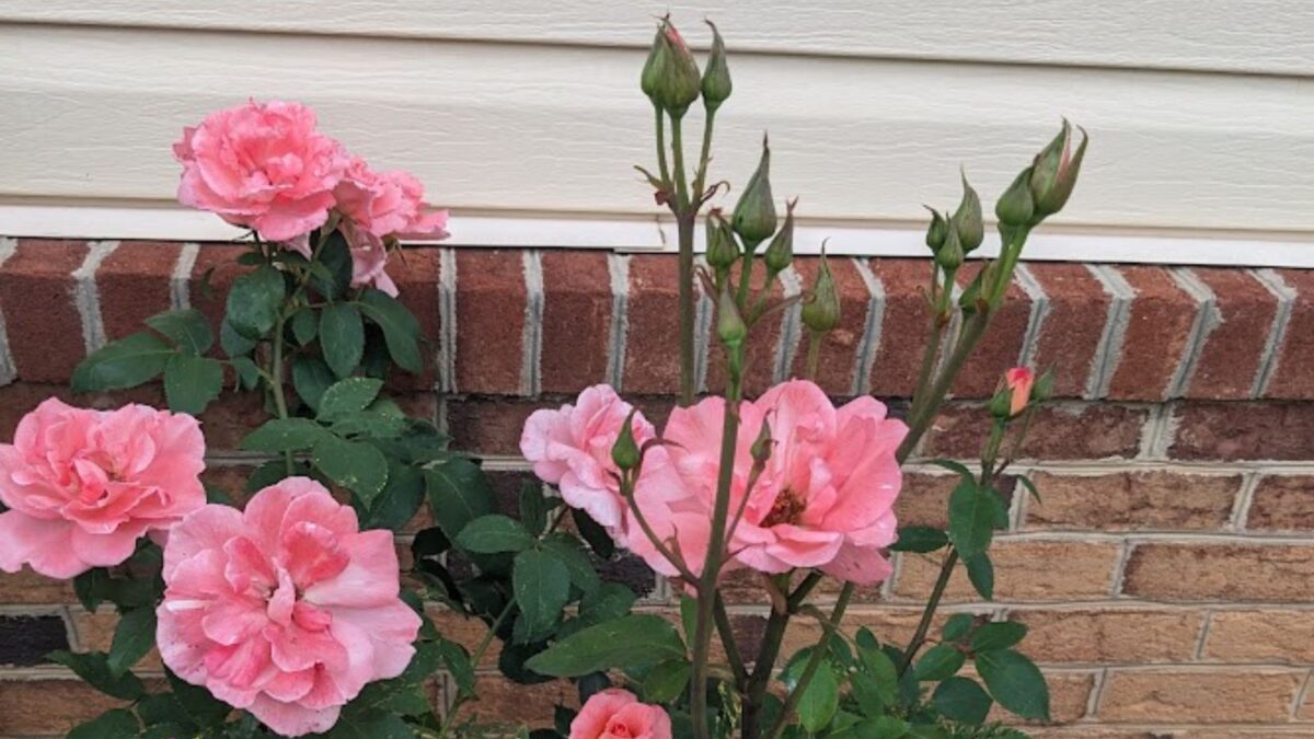 Pink roses with buds against a house.