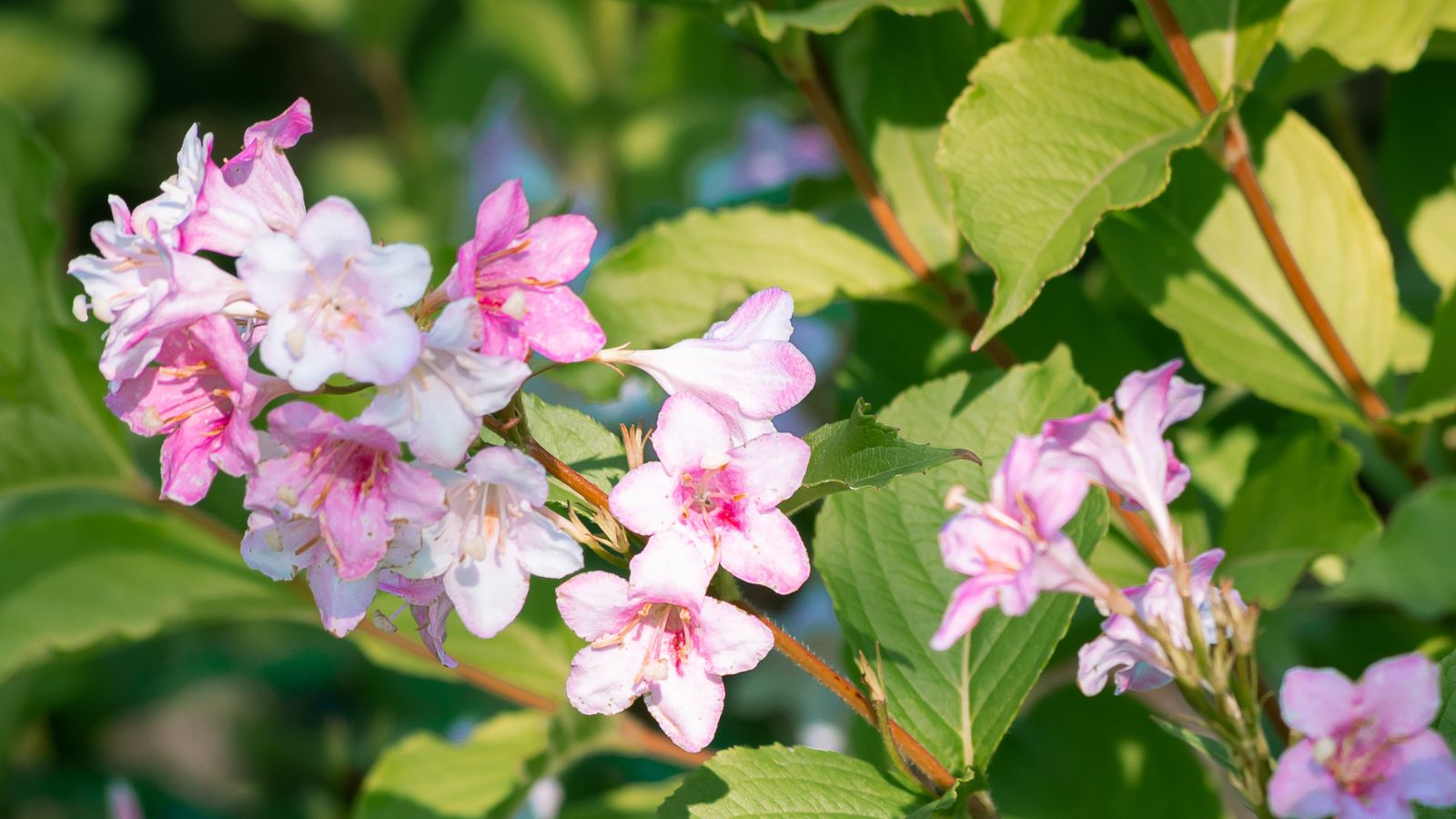 pink weigela flowers.