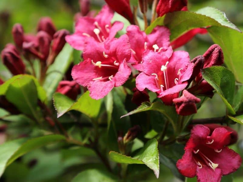 Pink weigela