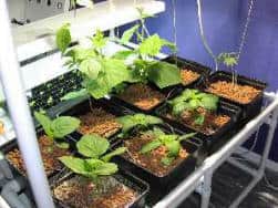 Plant gym - small containers with seedlings
