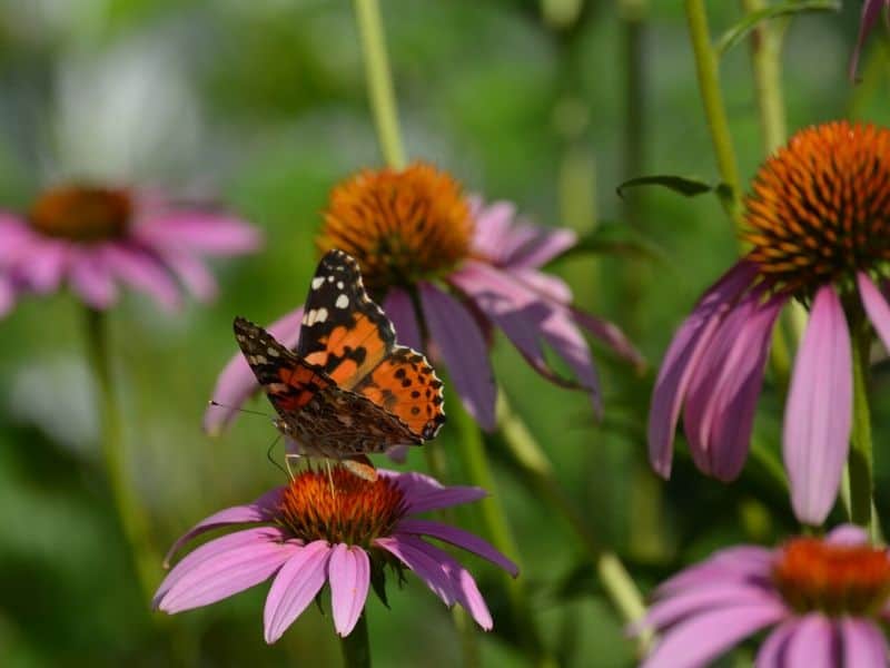 A butterfly on purple coneflowers