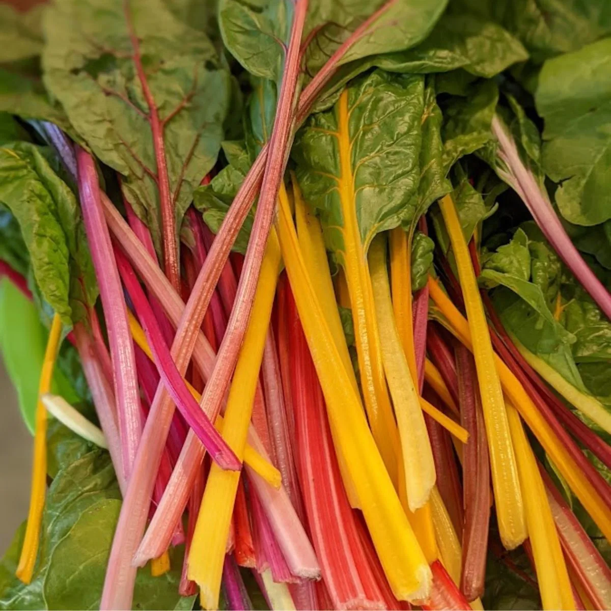 15 Easy Swiss Chard Recipes You Ll Love