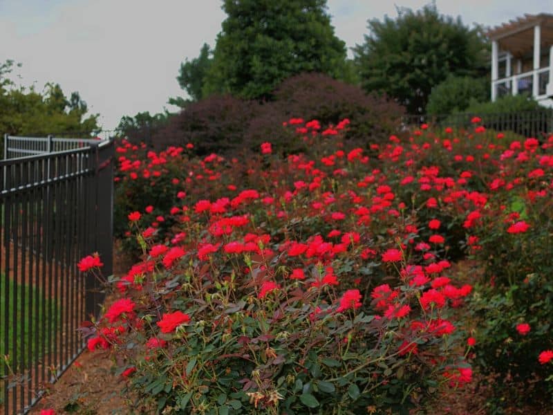Red knock out rose shrub