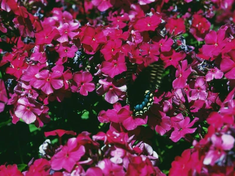 Red phlox flowers