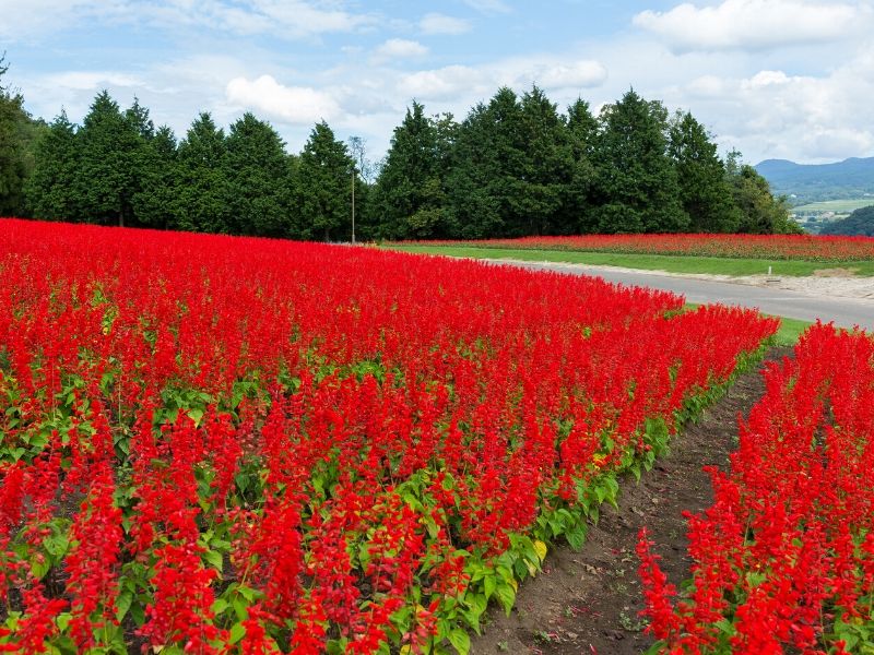 Bright red scarlet sage field