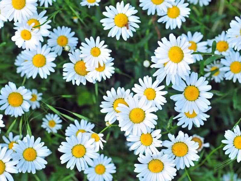 Shasta daisies